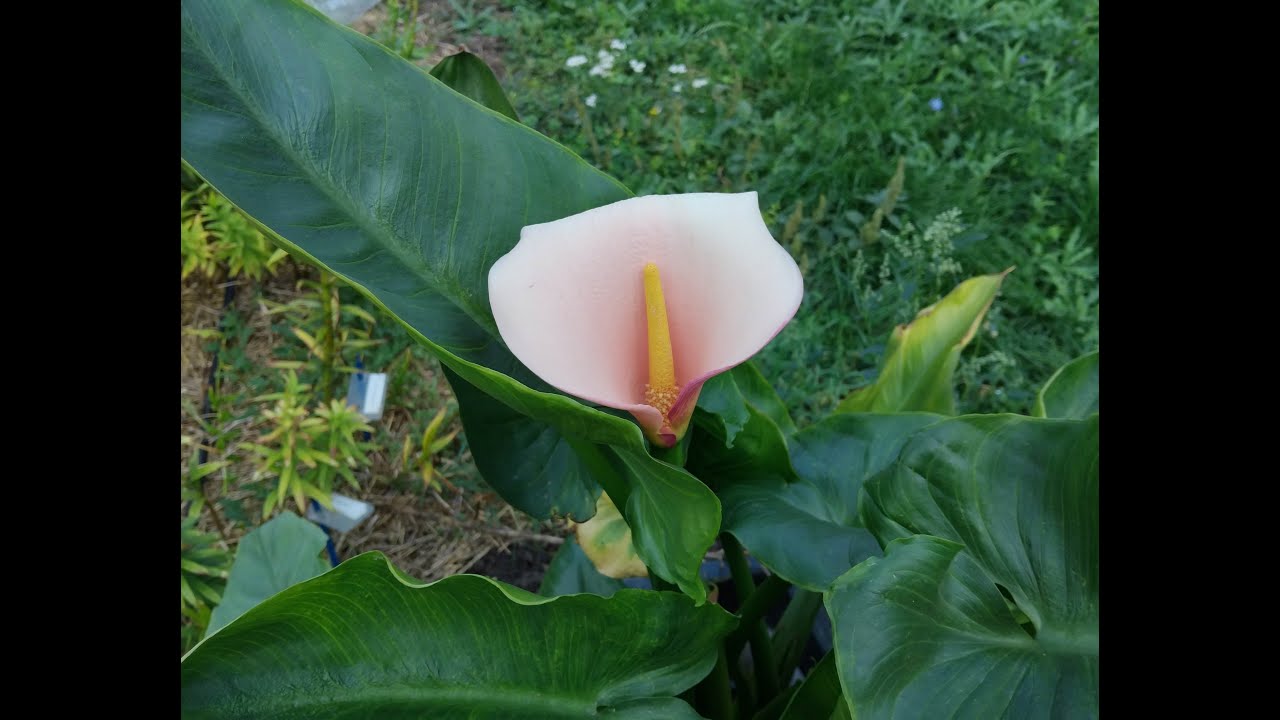 Садовод рассказывает о Zantedeschia aethiopica «Розовый фламинго» [4K]