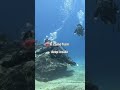 The Ocean Sound Scientists Still Can't Explain #shorts