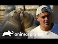 Frank visita zonas de protección de fauna marina | Wild Frank en California | Animal Planet