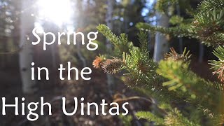 Spring in the High Uintas