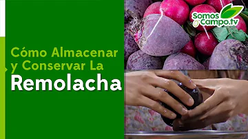 ¿Cómo se conservan las zanahorias y las remolachas?