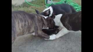 Miniature Bull Terriers Puppies Twelve Weeks
