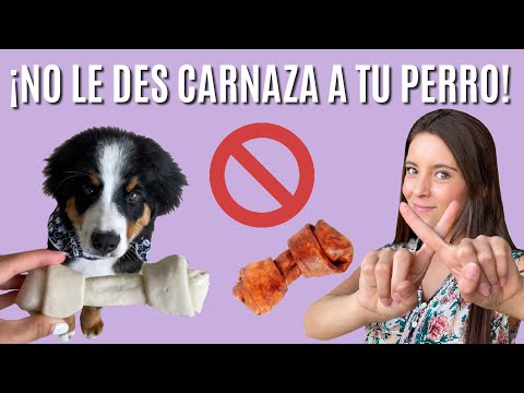 Video: El Digestible, la limpieza de los dientes, mastica a tu perro, AMARÁ