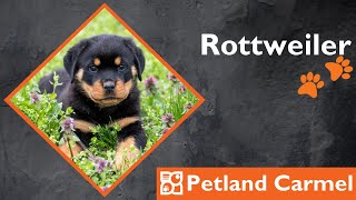 Tail Wagging Wonders: Rottweiler Breed