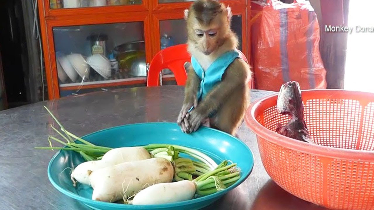 Donal Prepare Vegetable And Fish For Cook
