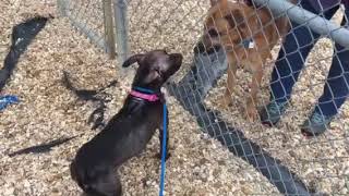 Draco A485728 & Tonka A485965