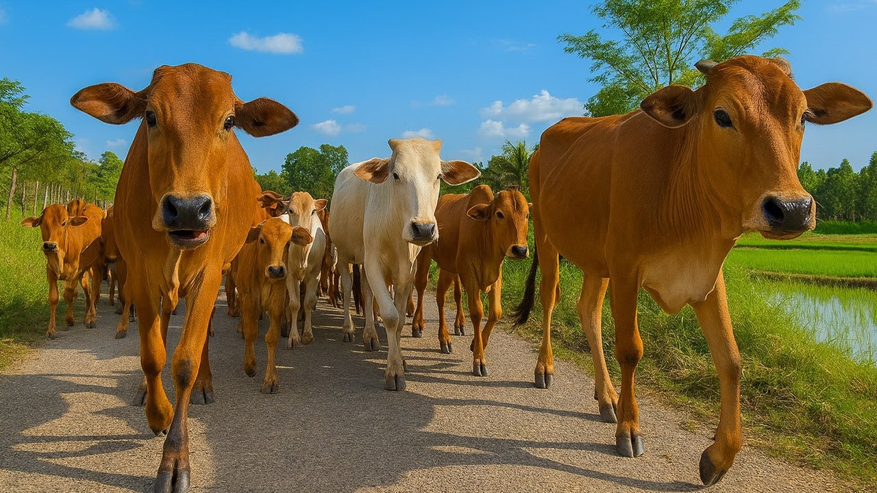 Puluhan Sapi Berjalan rapi Saat pulang Ke kandang, Suara Sapi Moo, Sapi Lucu Di jalan menuju Kandang