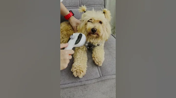 Shedding Season Hack: Reduce Pet Hair in Your Home by 70% Instantly  #pecute #petgrooming