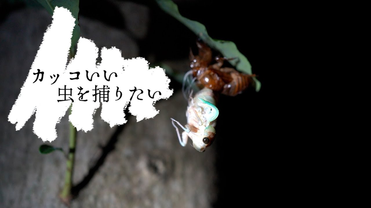 都会に疲れた27歳 カッコいい虫が欲しいお年頃 Part 2 Youtube