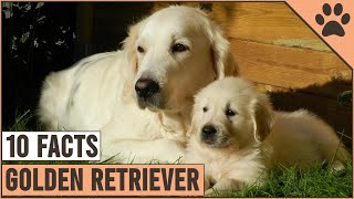 Full Golden Retriever - Top 10 Facts | Dog World Guide