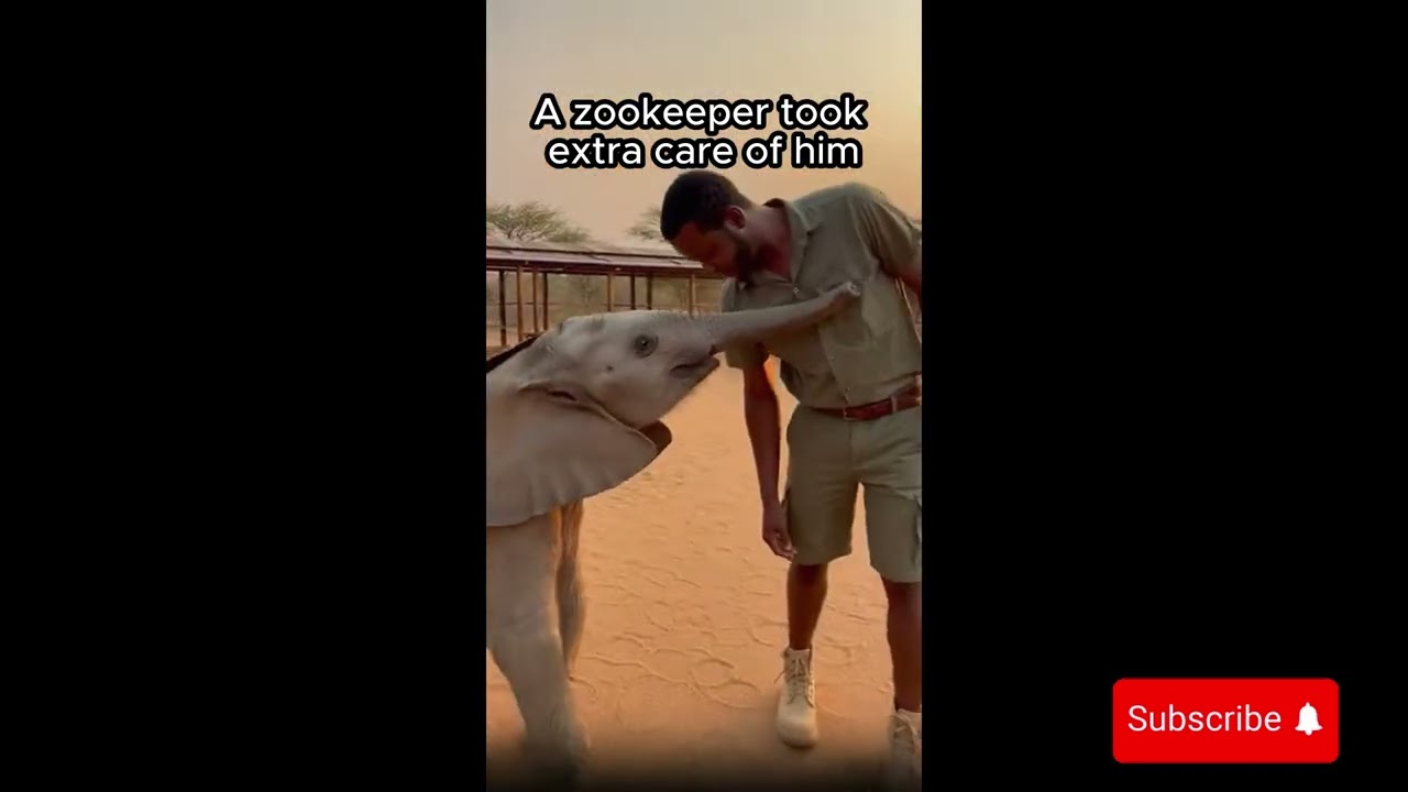 От брошенного к любимому 🐘🐶🐬 | Невероятные истории спасения животных