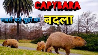 Capybara | Capybara Facts | The world's largest rat arrived to take revenge | Largest Rodent Capybara