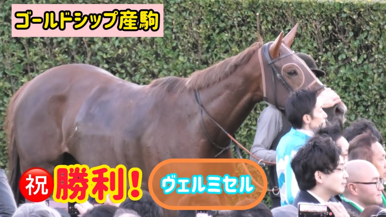 【ゴールドシップ産駒】オープン入りを果たしたヴェルミセル✨ラストの伸び脚がかっこよすぎた😳💗