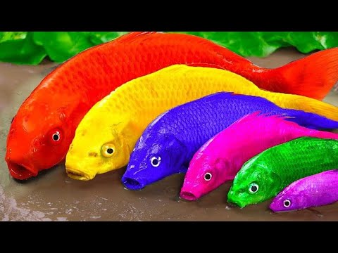 Stop Motion Cooking Skeleton Colorful Koi Fish Cute Turtle Python Egg Movement ASMR #fishing #fis