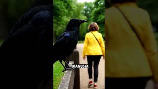 Download Lagu Rahasia Burung Gagak yang Bikin Kaget 😱 #faktahewan #faktaunik #faktamenarik #gagak #burunggagak MP3