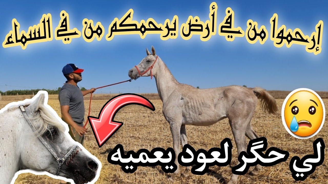 اجيو تشفوا اصل المهر 