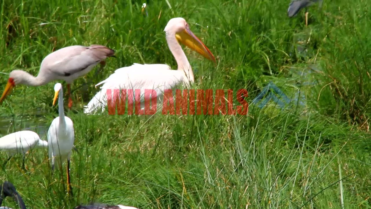 Wild Animal: Wonderful flamingo