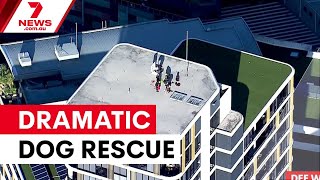 Dramatic rescue for dog stranded on balcony ledge 7NEWS
