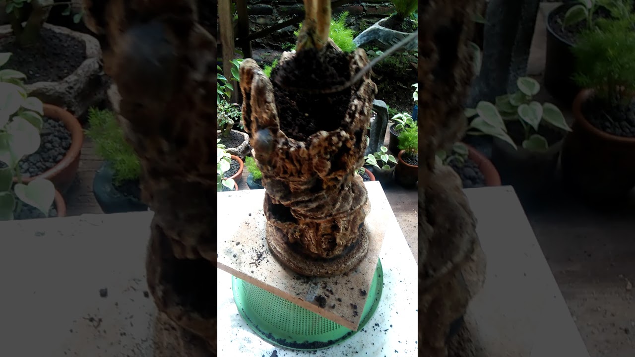 Cara memindah mame bonsai  di pot  panorama tebing  dengan 