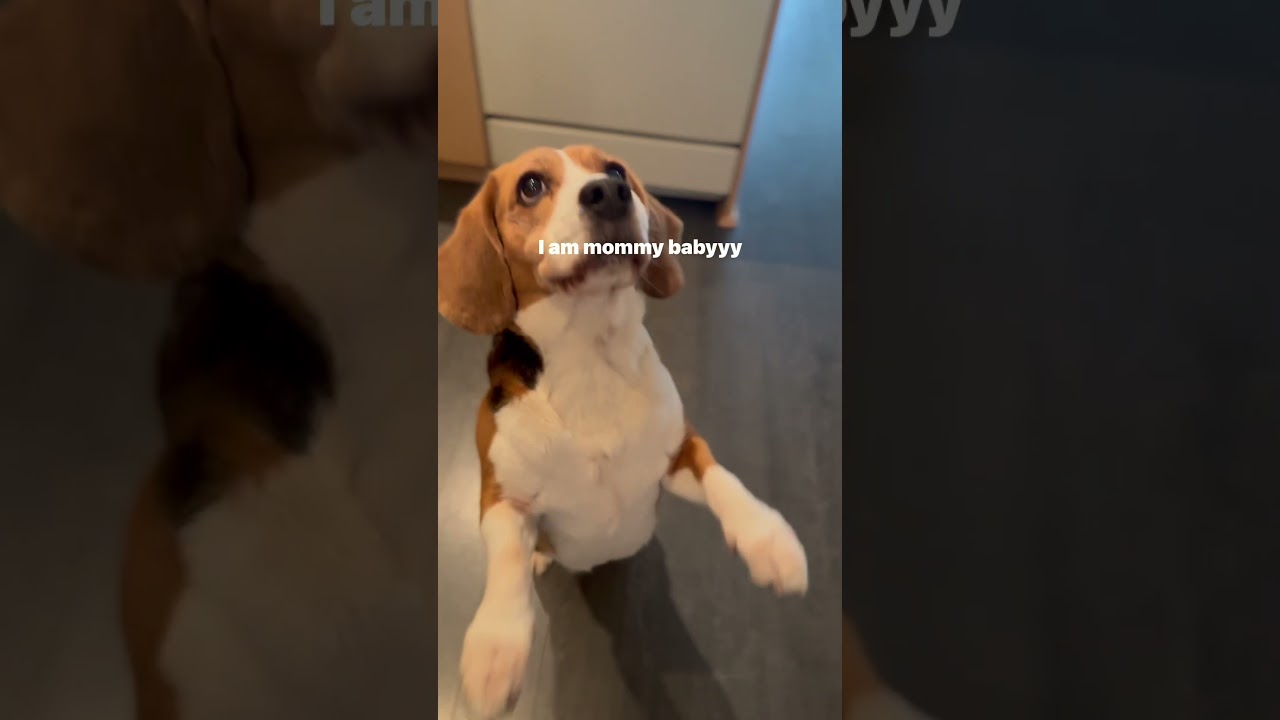 I am Mommy  baby🐶 