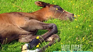 ¿Cuántas horas debe pasar con su caballo?