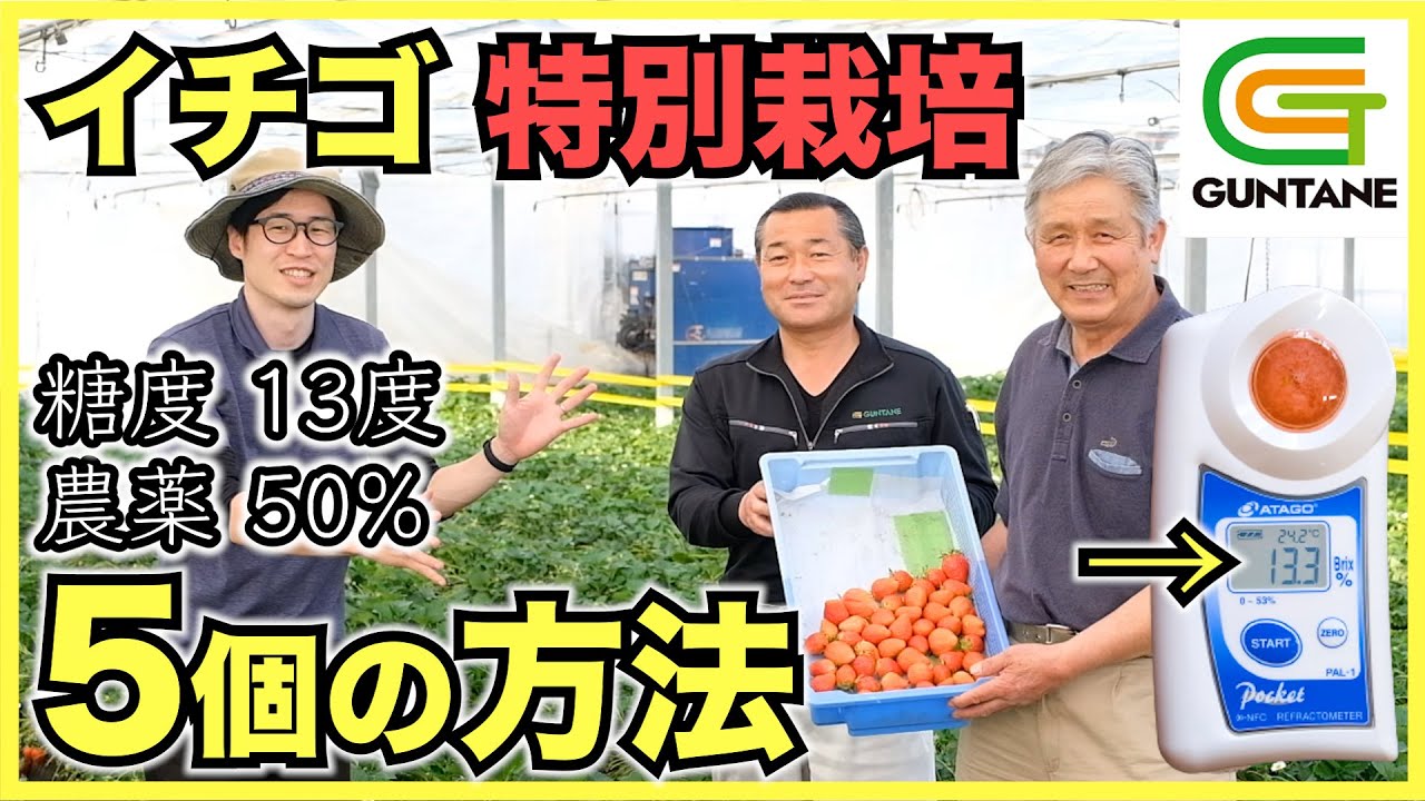 【農家】イチゴの農薬と化学肥料を50%以下に抑える特別栽培で糖度13度の甘くて美味しい苺を作る5個の方法【群馬ぐんたね】