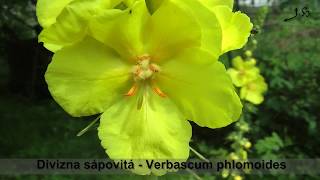 Divizna sápovitá -  Verbascum  phlomoides