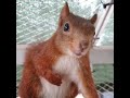 リスの威嚇行動、おっさんだった