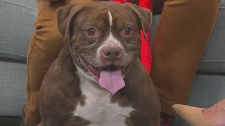 Second Chance Pet: Jimmy