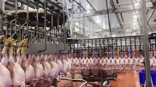 Discover the Future: Fully Automated Poultry Slaughterhouse Production Line