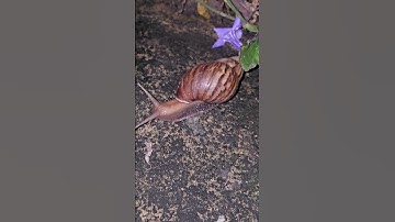 Con ốc sên #xuhuong #snail #ocsen #conốcsên