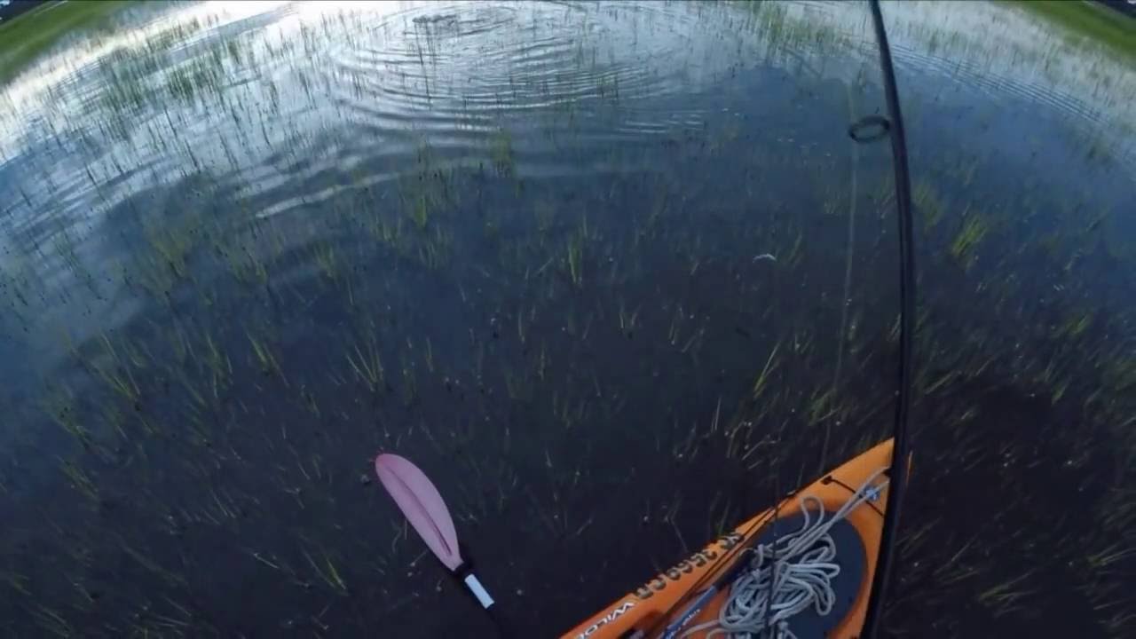 Redfish on the Flats