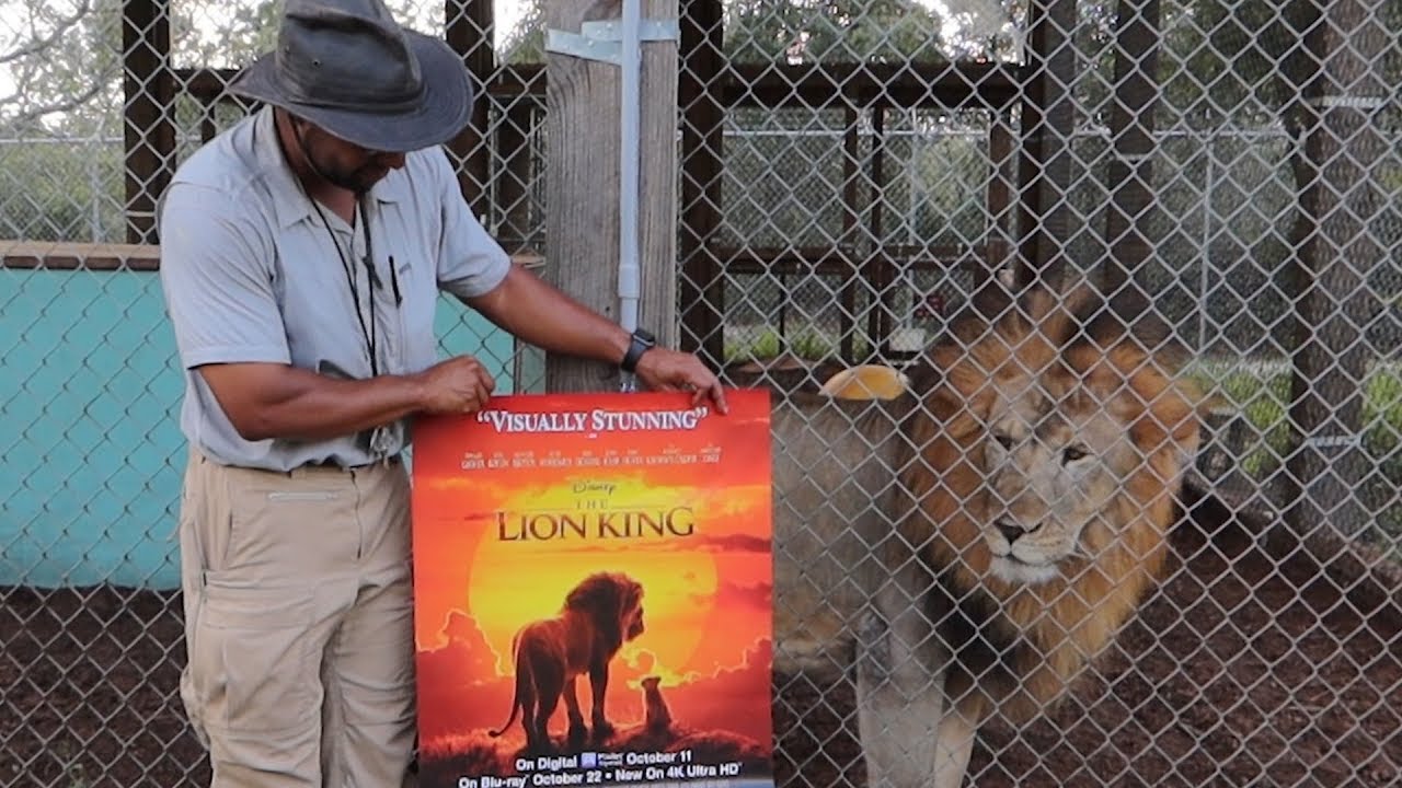 Visiting The Real Life Lion King at Central Florida Animal Reserve ...