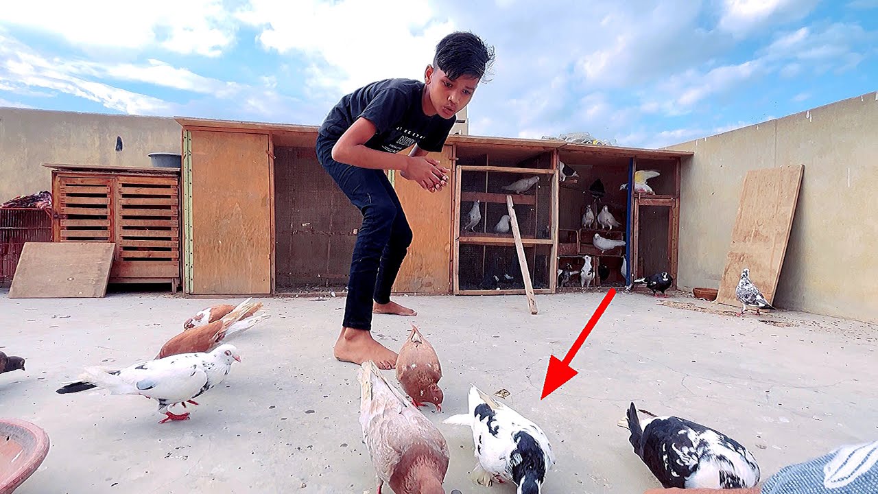 Fancy Kabootar Ko Kaise Pakde