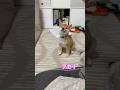 フセとオテ、似てて難しいよね #豆柴 #子犬 #しつけ #柴犬