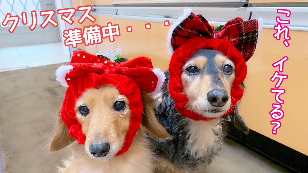 ダックスフンド】愛犬のために、人間用クリスマスグッズをリメイク 