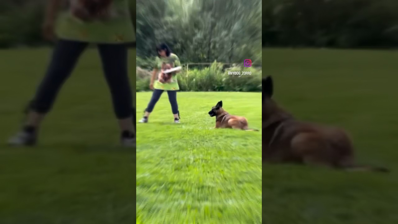 Belgian Malinois Puppy Dog Competition French Ring Dog Sports