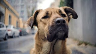 二階堂ふみ、犬目線で撮影されたドキュメンタリーに優しい声でナレーション／映画『ストレイ 犬が見た世界』二階堂ふみナレーション予告編