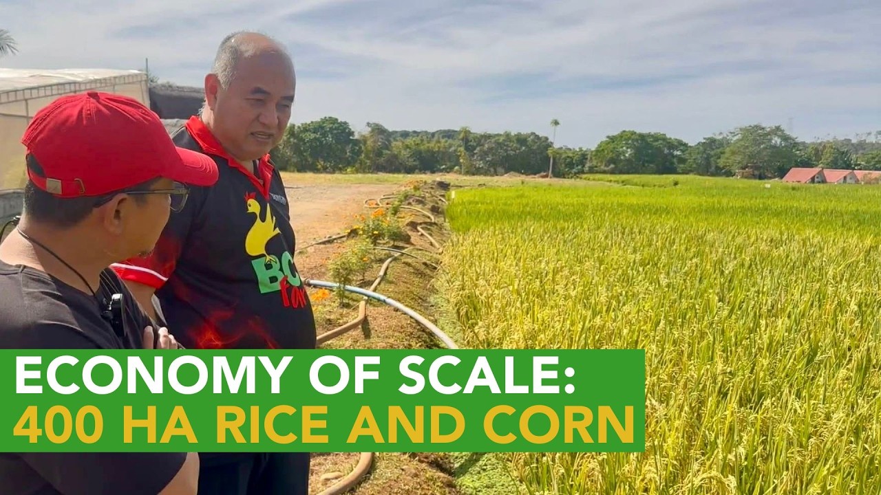 Big Business! 20 Million Hatching Eggs Only for 3 Major Clients!