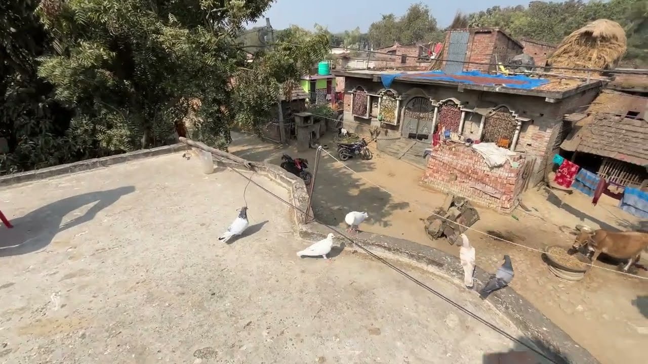 অনেক বাচ্চা পায়রা 🕊️🧿#montuvolg #newpost #tranding #pigeon #kabootar #viralvideo #vlog #viral #views