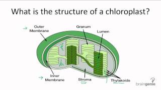 4.1.1 What is the structure of a chloroplast