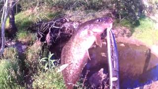 EEL-TAIL-CATFISH and TILAPIA