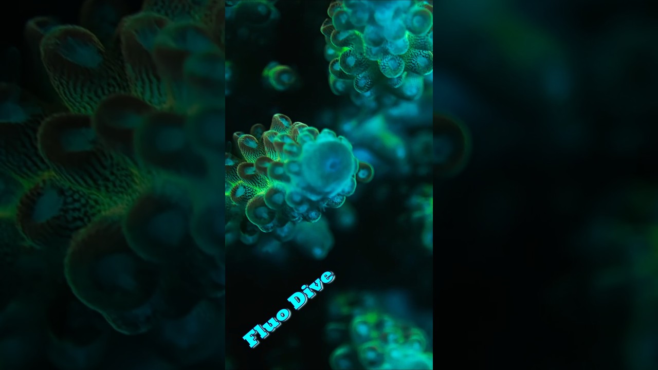 Fluorescence Night Diving in Bali