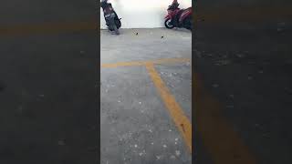 Lihat Burung Itu Lagi Ngapain Masa Kalian Kalah trending trendingshorts