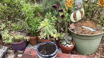 Tiny Tidy Tuesday/Tidy Up BackYard/Open Collab