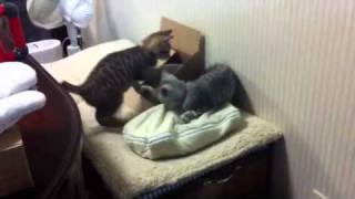 湯たんぽフィーバー