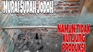 PENYEBAB BURUNG MURAI BATU SUDAH LAMA JODOH NAMUN TIDAK JUGA KUNJUNG PRODUKSI