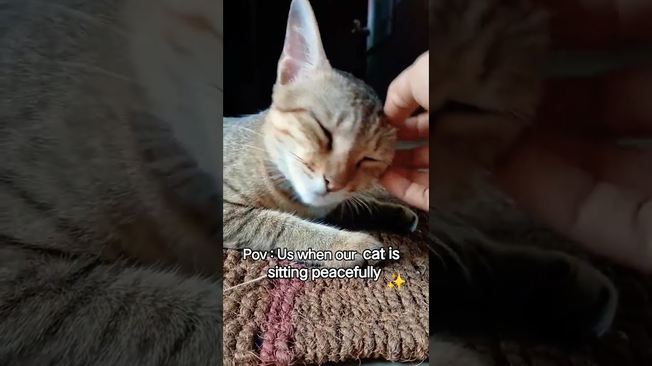 leave me alone human 😾😂