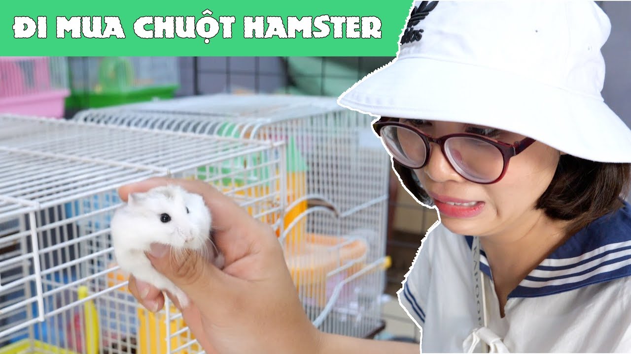 mua hamster ở đâu  Update  Chị Thơ Đi Mua Chuột Hamster