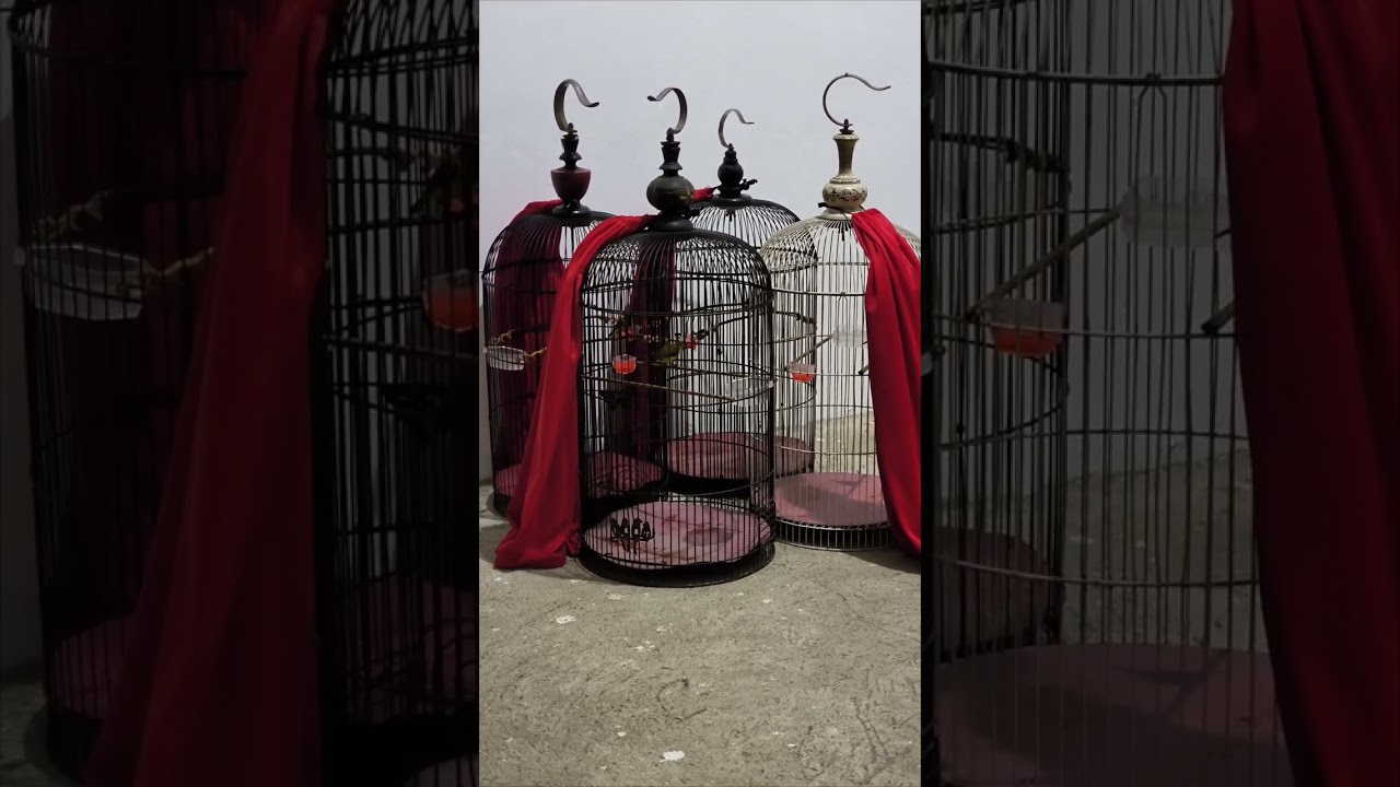 TERAPI SOGON BAHAN AGAR CEPAT BUNYI